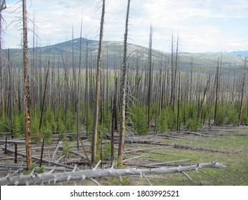 New Forest Regrowth After Wildfires Yellowstone Stock Photo 1803992521 ...