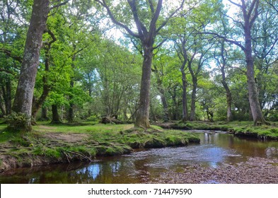 New Forest In Uk