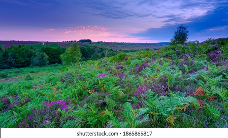 New Forest Images Stock Photos Vectors Shutterstock