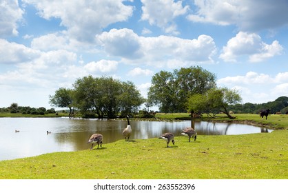 New Forest Wildlife Geese By A Lake On A Sunny Summer Day In Hampshire England UK On A Summer Day