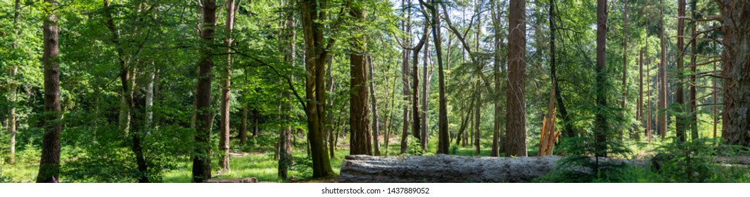 New Forest Woodland In Summer Panoramic