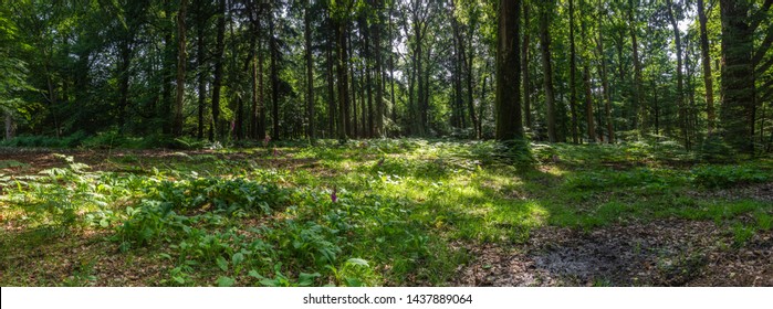 New Forest Woodland In Summer Panoramic