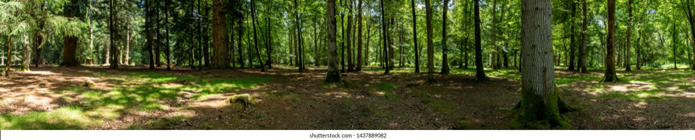 New Forest Woodland In Summer Panoramic