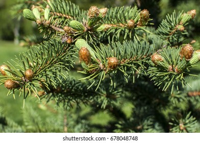 New Fresh Foliage Of Abies Concolor White Fir Closeup