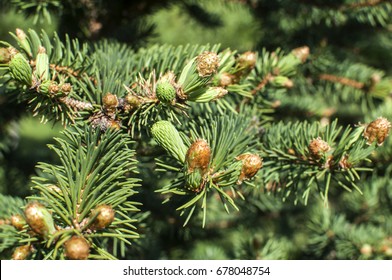 New Fresh Foliage Of Abies Concolor White Fir Closeup