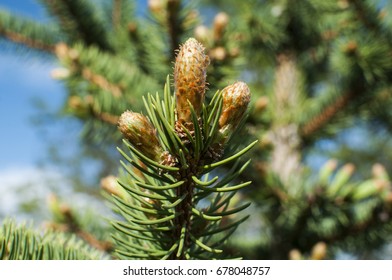 New Fresh Foliage Of Abies Concolor White Fir Closeup