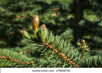 New Fresh Foliage Of Abies Concolor White Fir Closeup