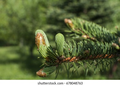 New Fresh Foliage Of Abies Concolor White Fir Closeup