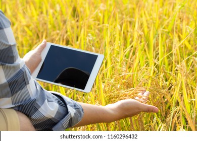 The New Generation Of Farmers Is Using The Research Tablet And Studying The Development Of Rice Varieties In The Field. To Increase The Productivity. Agriculture Technology Concept.