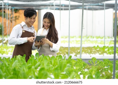 New Generation Young Asian Farmer Couple Smiles At The Quality Of Organic Vegetables Harvested On The Farm Commercially Grown Organic Farming Business Idea,  Agriculture Innovation Technology.