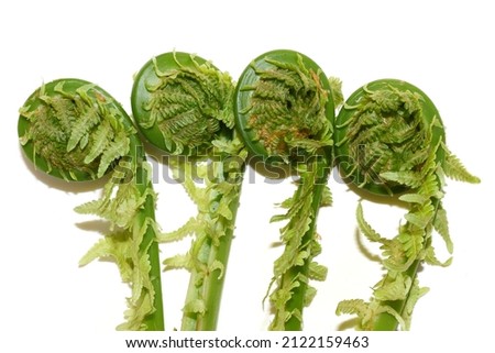 New green edible leaves from Ostrich fern Matteuccia struthiopteris on white background