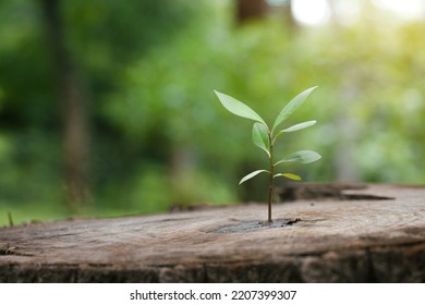 New green leaves are born on old trees, Ideas for Hope for a new life in the future natural environment, renewal with business development, and eco symbolic concept. environmental protection
