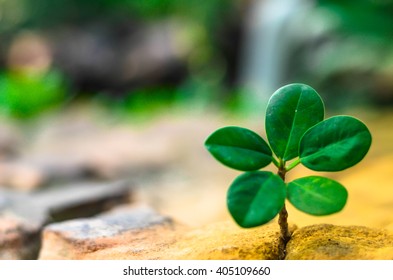 New green leaves born on stone, textured background , nature stock photo,select focus - Shutterstock ID 405109660