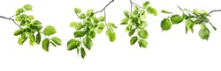 New Green Leaves On A Linden Branch. Young Fresh Foliage Of Linden Tree. Set Of Isolated Object On A White Background. Spring Time