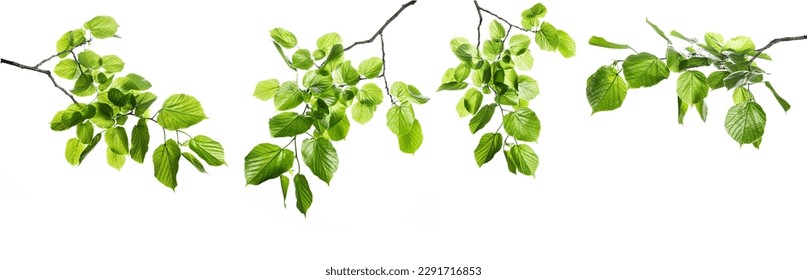 New green leaves on a linden branch. Young fresh foliage of linden tree. Set of isolated object on a white background. Spring time
