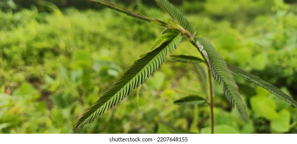 verguenza planta