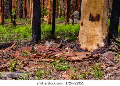 New Growth After The Bush Fires South Coast NSW Australia