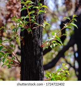 New Growth After The Bush Fires South Coast NSW Australia