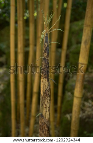 New Growth of Golden Chinese Timber Bamboo (Phyllostachys vivax f.aureocaulis) in a Garden in Rural Devon, England, UK