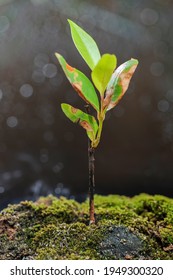 New Growth From Old Concept. Recycled Tree Stump Growing A New Sprout Or Seedling. Young Tree With Green Leaves And Tender Shoots