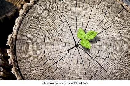 New growth from old concept. Recycled tree stump growing a new sprout or seedling. Aged old log with warm gray texture and rings. Young tree with green leaves and tender shoots.