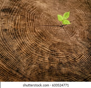 新芽 切り株 の画像 写真素材 ベクター画像 Shutterstock