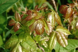 A New Growth Of Poison Ivy Shows Red In Its Early Stages.