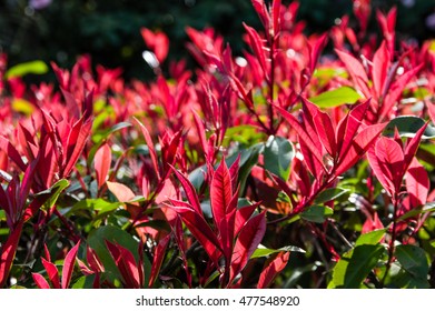 Pieris Japonica Bilder Stockfotos Und Vektorgrafiken Shutterstock