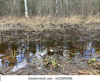 New Growth In Stagnant Swamp-Ottawa National Forest, Michigan