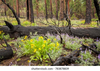 New Growth Of Wildflowers Where A Recent Forest Fire Occurred, Just West Of Sisters, Oregon.