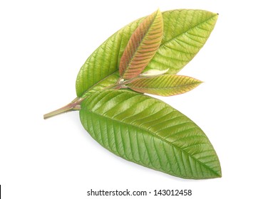 New Guava Leaves On White Background