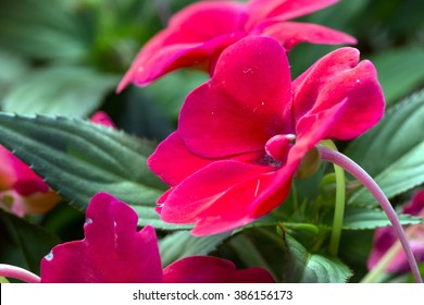 New Guinea impatiens' amazing red flower closeup (Impatiens hawkeri)