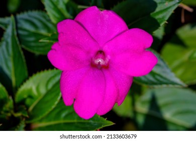 New Guinea impatiens flowers in the home garden. Latin name Impatiens hawkeri flowering plant