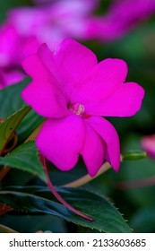 New Guinea impatiens flowers in the home garden. Latin name Impatiens hawkeri flowering plant