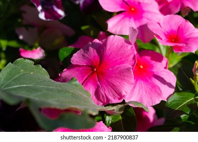 New Guinea impatiens or Impatiens hawkeri flowering plant,  Bright impatiens hawkeri in bloom