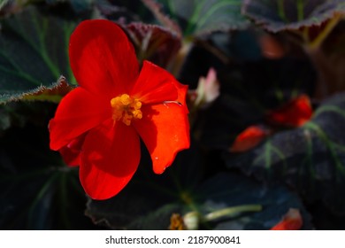 New Guinea impatiens or Impatiens hawkeri flowering plant,  Bright impatiens hawkeri in bloom