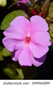 New Guinea impatiens pink flower - Latin name - Impatiens hawkeri