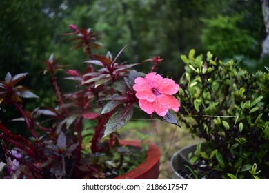 New Guinea impatiens plant with a beautiful flower shot on a rainy day.