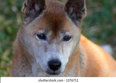 New Guinea Singing Dog,