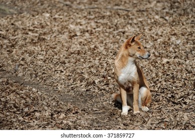 New Guinea Singing Dog