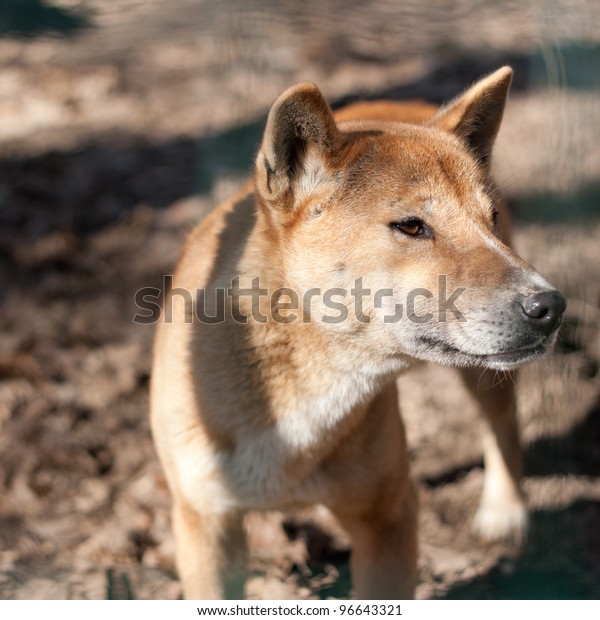 how many puppies are born in a new guinea singing dog litter