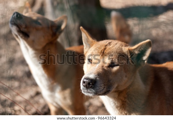 how many puppies are born in a new guinea singing dog litter