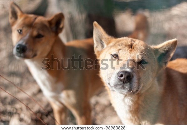 how many puppies are born in a new guinea singing dog litter