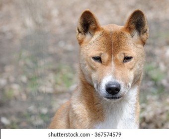 New Guinea Singing Dog Close Up Portrait