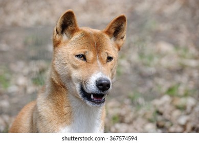 New Guinea Singing Dog Close Up Portrait