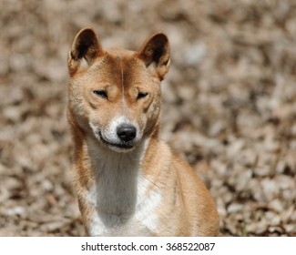 New Guinea Singing Dog Close Up Portrait