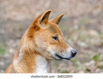 New Guinea Singing Dog Close Up Portrait