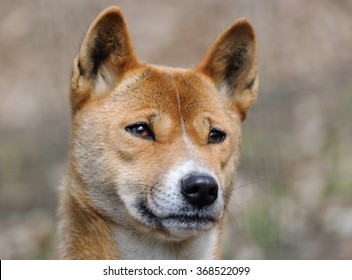 New Guinea Singing Dog Close Up Portrait