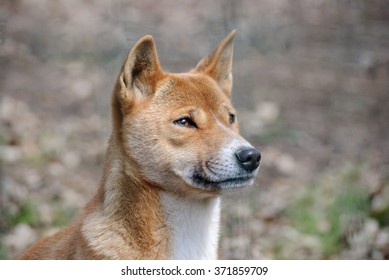 New Guinea Singing Dog Close Up Portrait