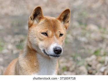 New Guinea Singing Dog Close Up Portrait